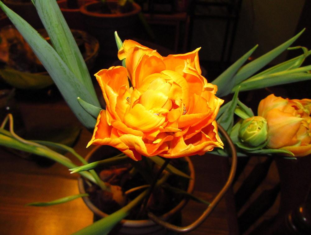 Photo of Double Early Tulip (Tulipa 'Orca') uploaded by jmorth