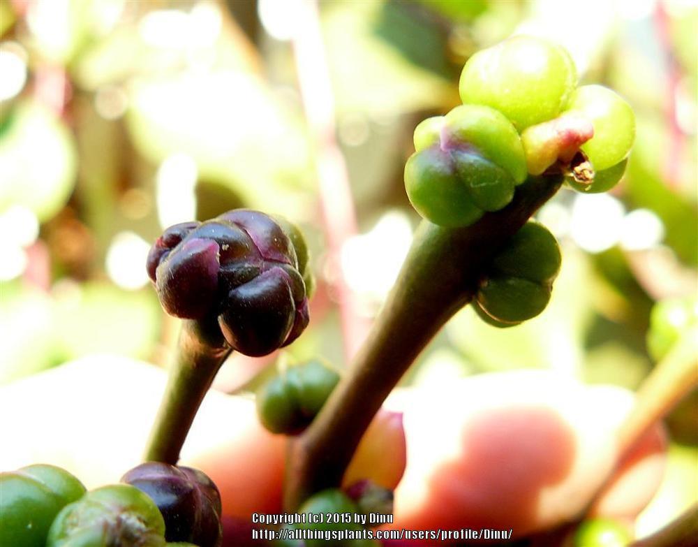 Photo of Malabar Spinach (Basella alba 'Rubra') uploaded by Dinu