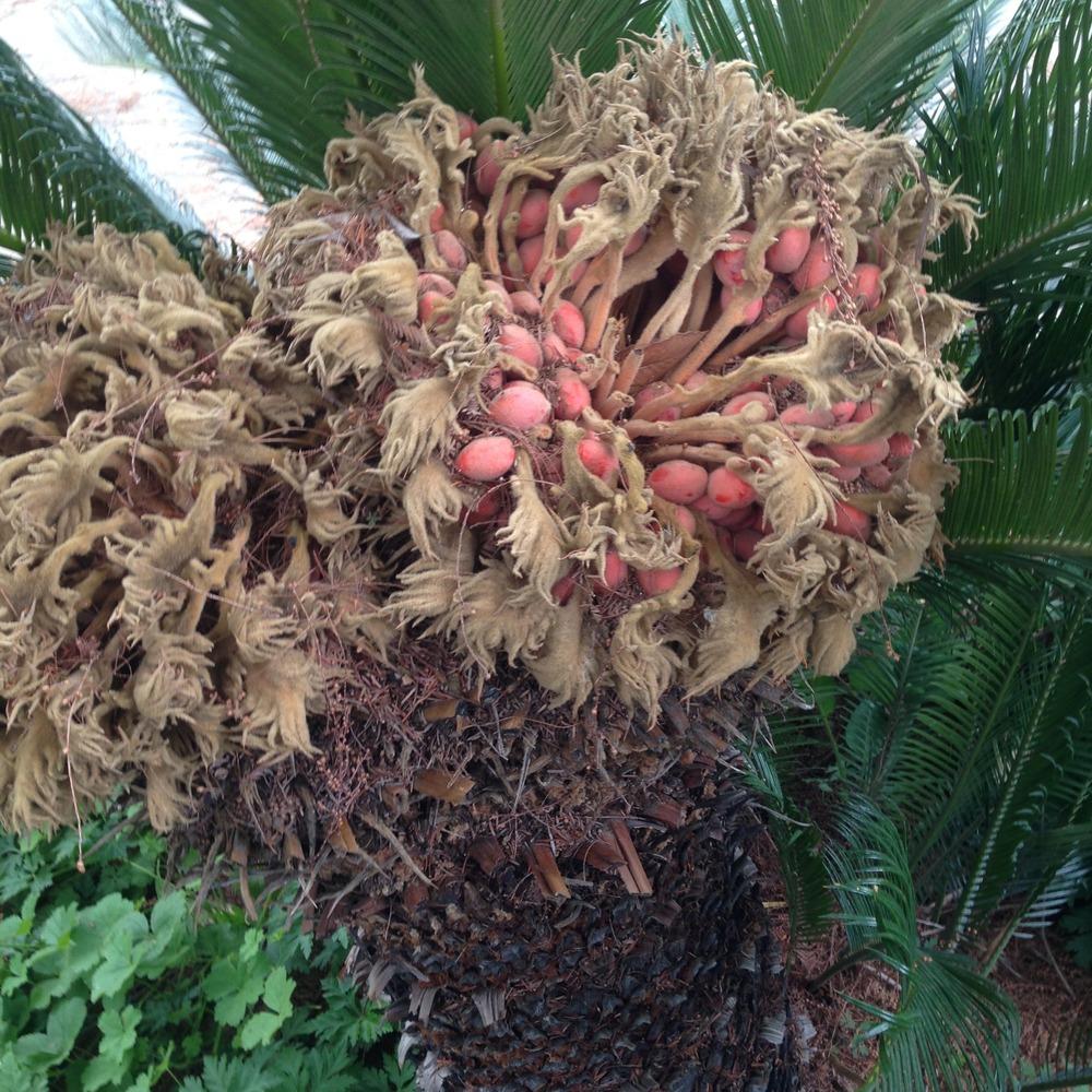 Photo of Sago Palm (Cycas revoluta) uploaded by HamiltonSquare