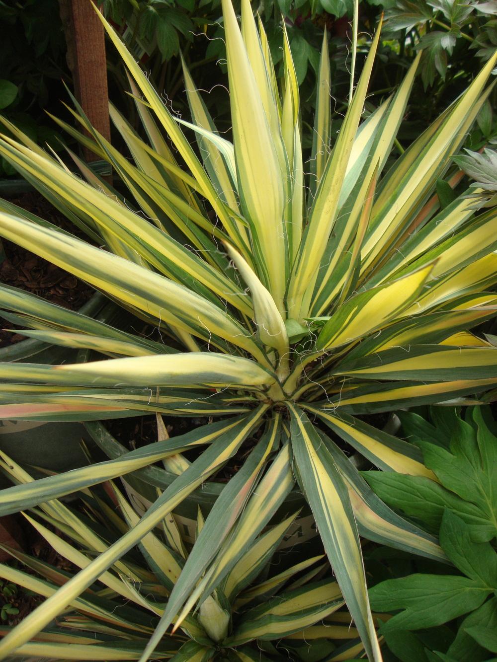 Photo of Adam's Needle (Yucca filamentosa 'Color Guard') uploaded by Paul2032