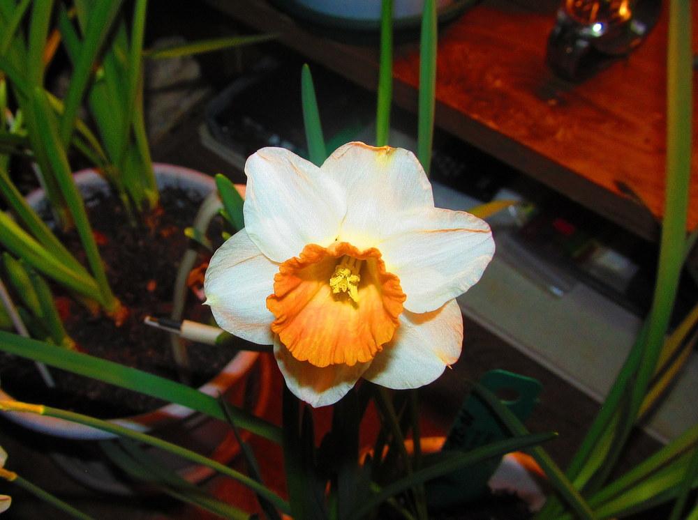 Photo of Cyclamineus Narcissus (Narcissus 'Kaydee') uploaded by jmorth