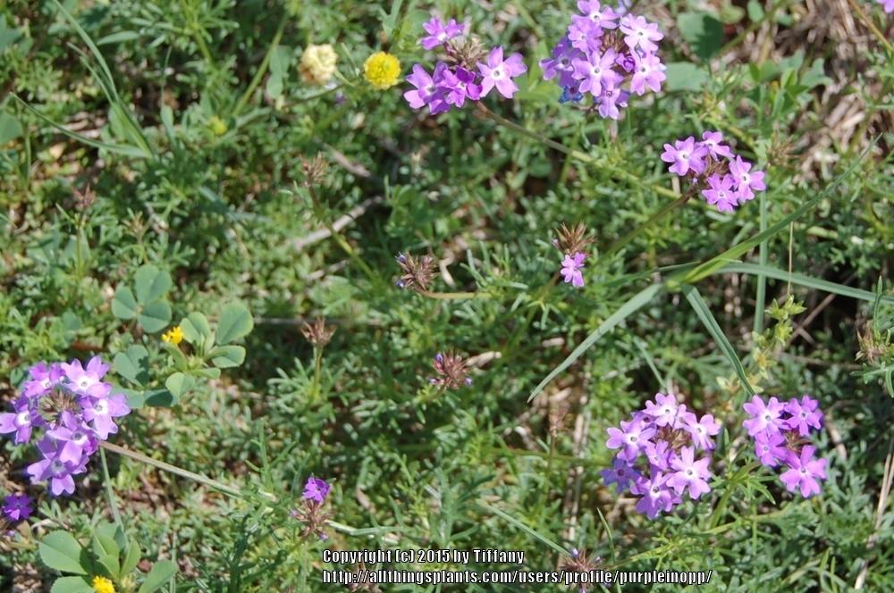 Photo of Moss Verbena (Verbena tenera) uploaded by purpleinopp
