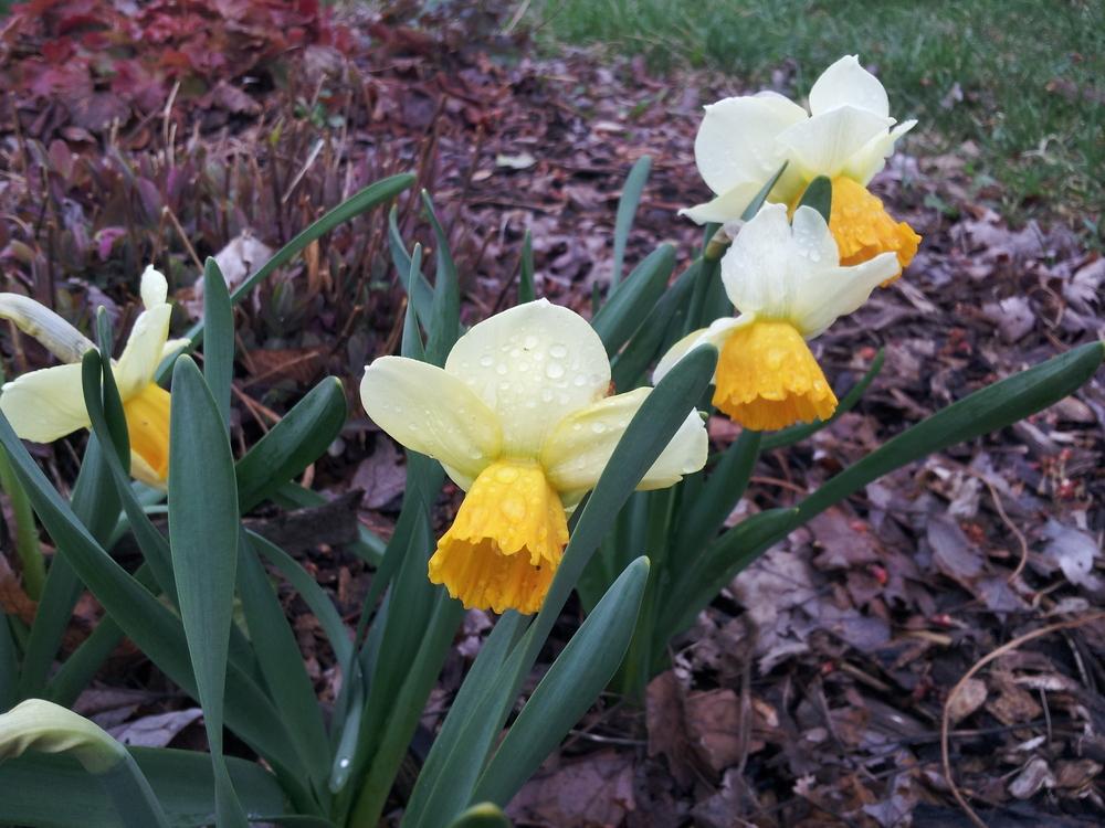 Photo of Cyclamineus Daffodil (Narcissus 'Orange Comet') uploaded by gemini_sage