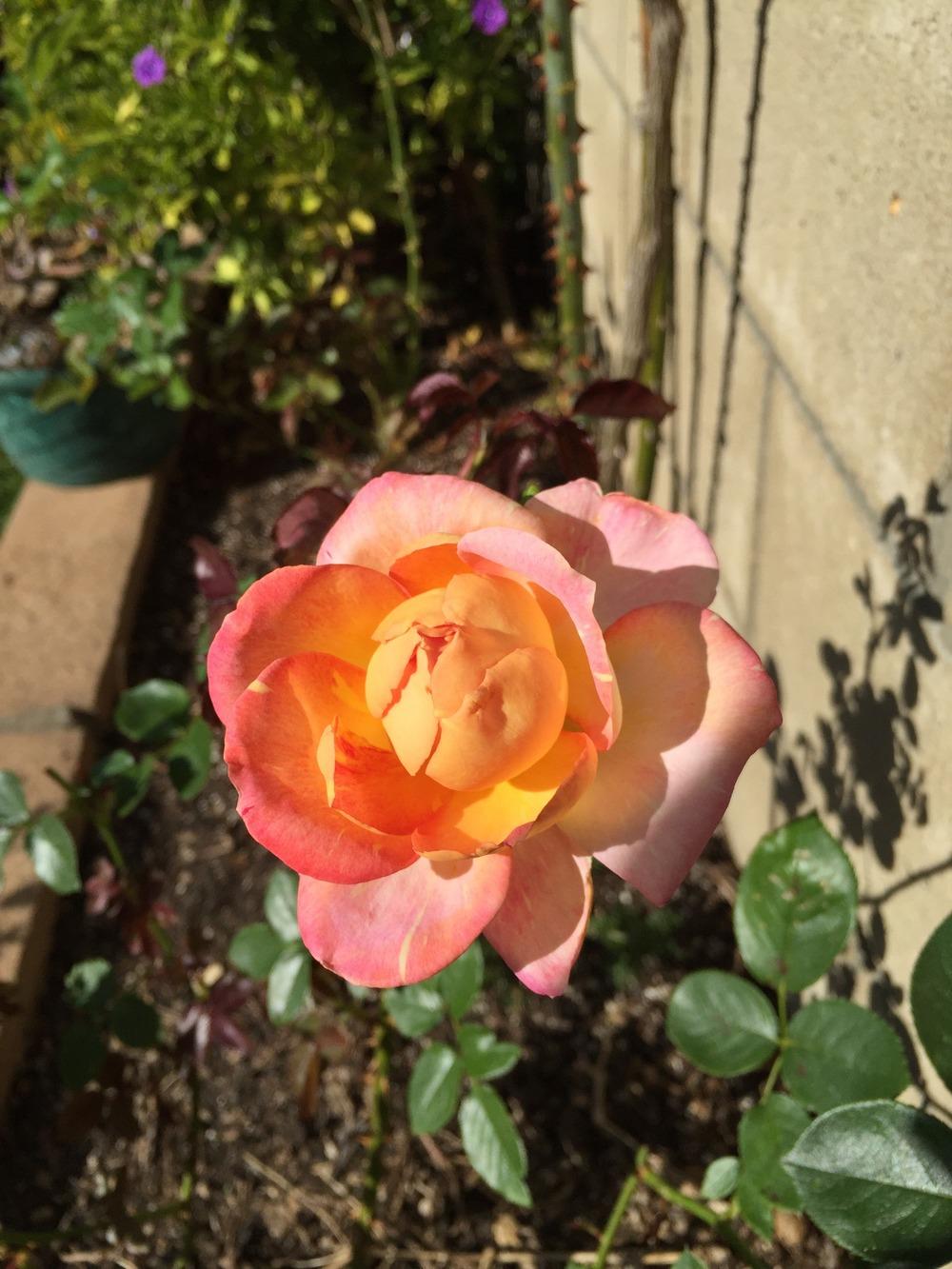 Photo of Rose (Rosa 'Harry Wheatcroft') uploaded by mattmackay22