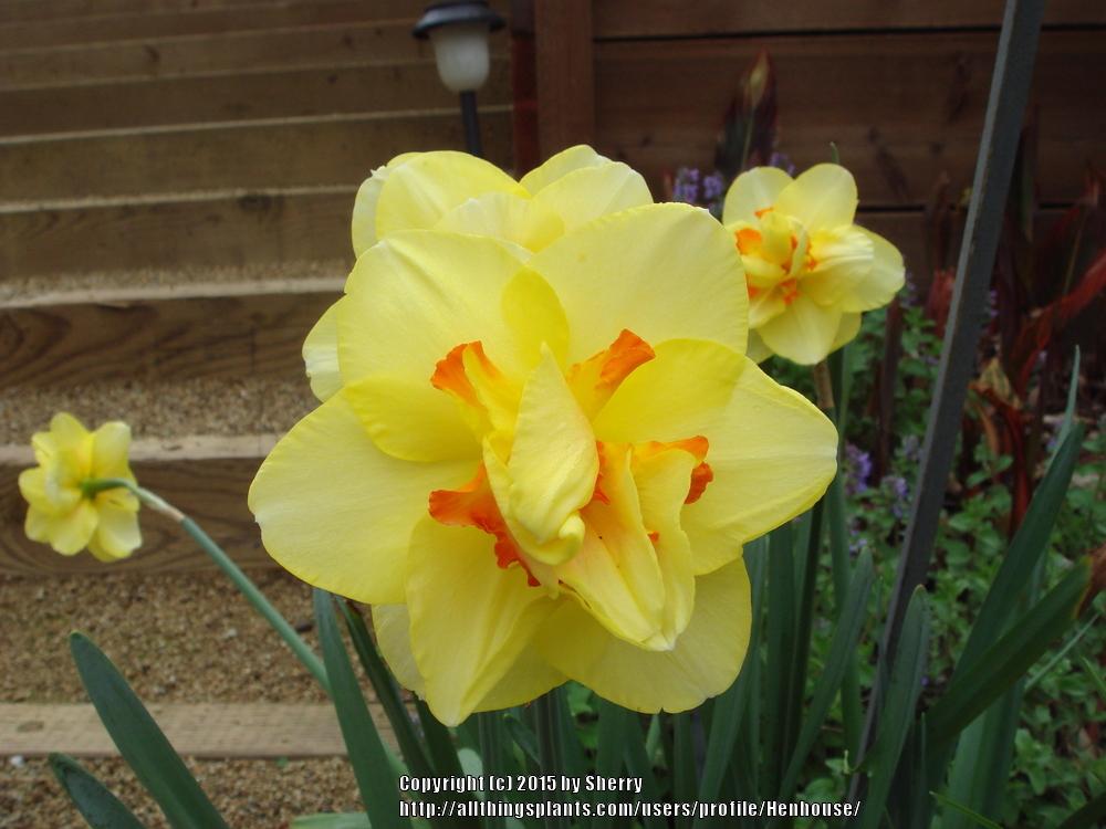 Photo of Double Daffodil (Narcissus 'Tahiti') uploaded by Henhouse