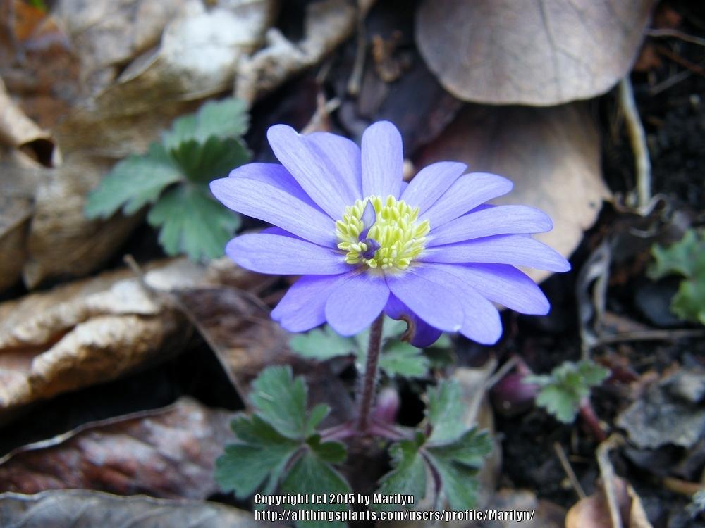 Photo of Grecian Windflower (Anemone blanda 'Blue Shades') uploaded by Marilyn
