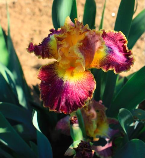 Photo of Tall Bearded Iris (Iris 'High Master') uploaded by Moiris