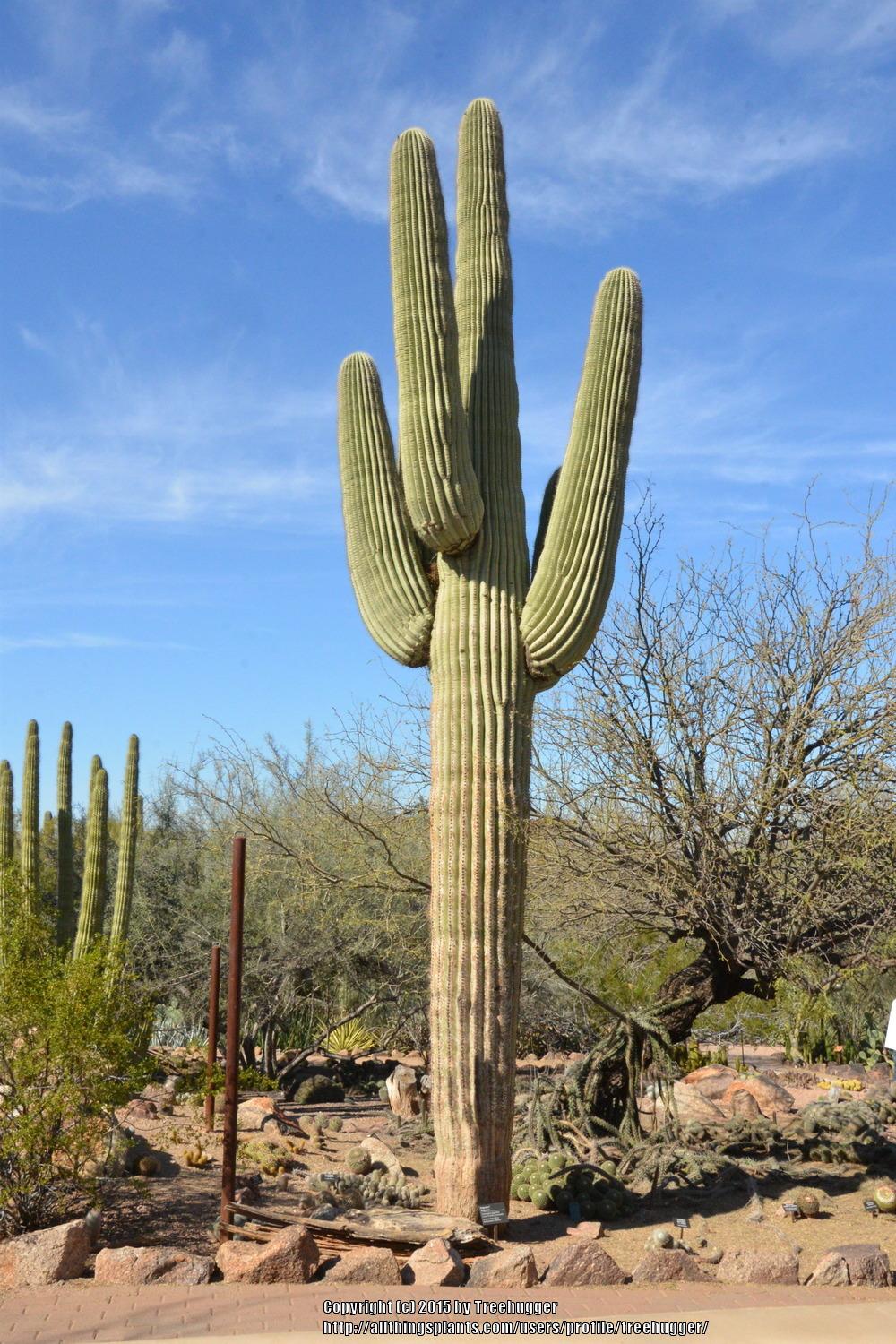 Photo of Saguaro (Carnegiea gigantea) uploaded by treehugger