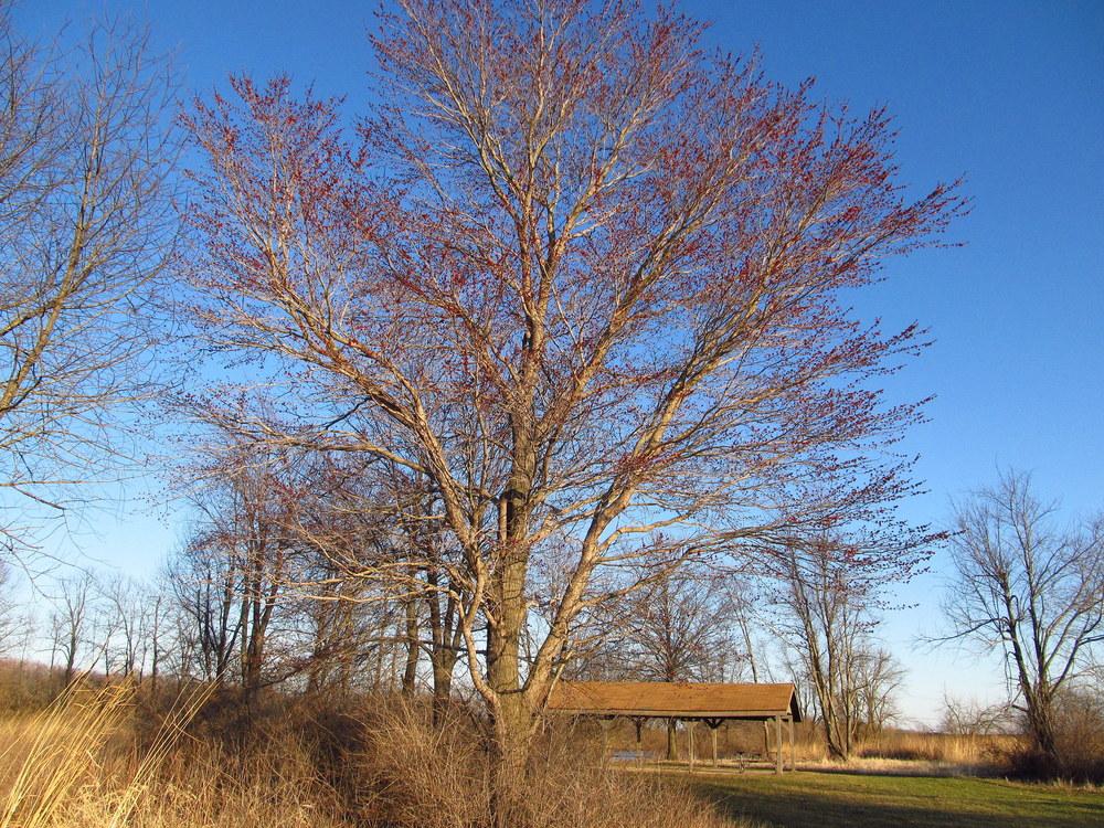 Photo of Red Maple (Acer rubrum) uploaded by jmorth