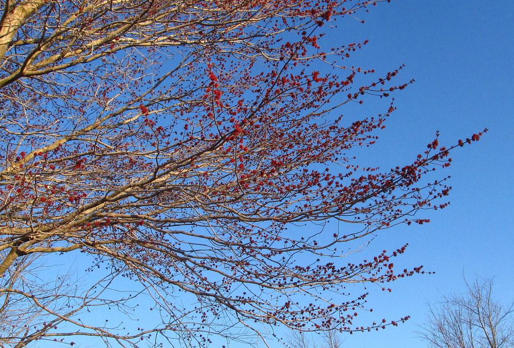 Photo of Red Maple (Acer rubrum) uploaded by jmorth