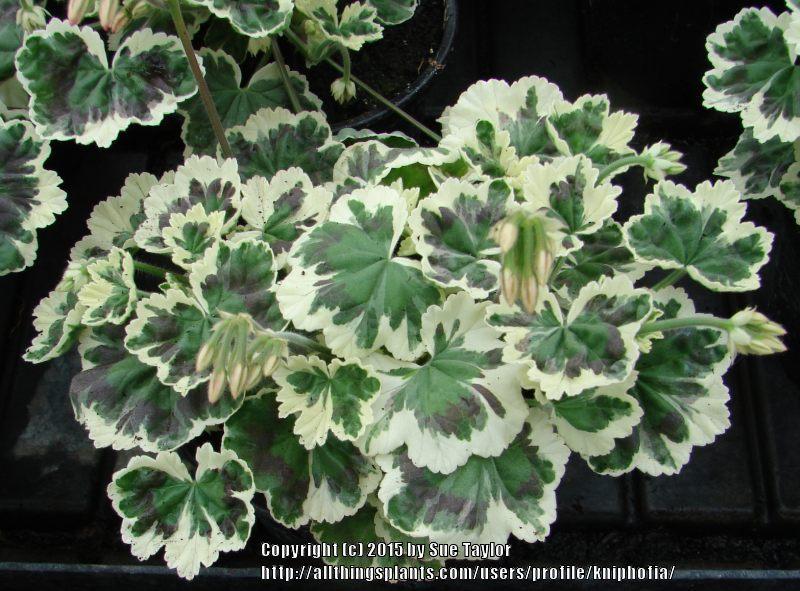 Photo of Zonal Geranium (Pelargonium x hortorum 'Frank Headley') uploaded by kniphofia
