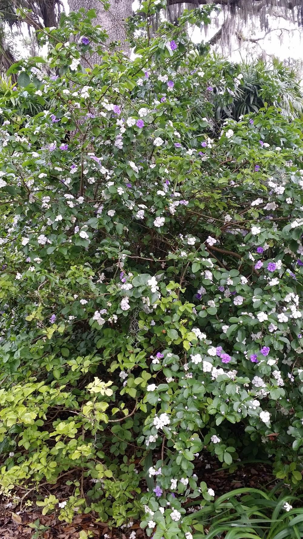 Photo of Yesterday, Today and Tomorrow (Brunfelsia) uploaded by orchidgal