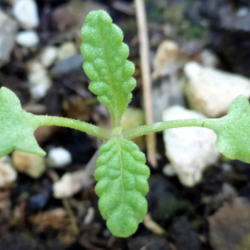 Location: Colima, Colima Mexico (Zone 11)
Date: 2015-03-28
Black Sage (Salvia Mellifera) seedling (very tiny)
