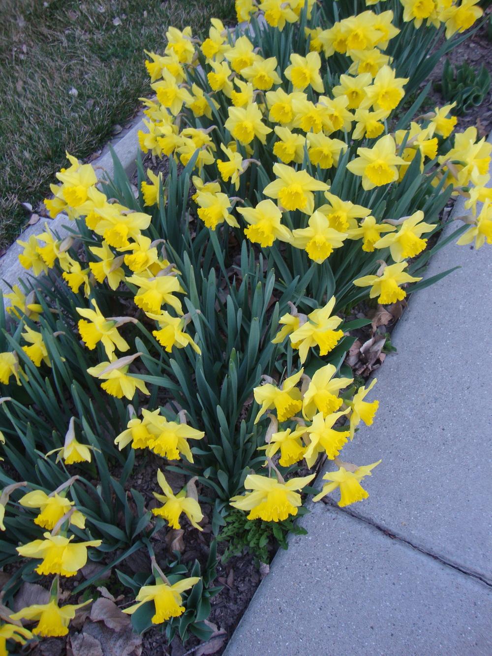 Photo of Daffodils (Narcissus) uploaded by Paul2032