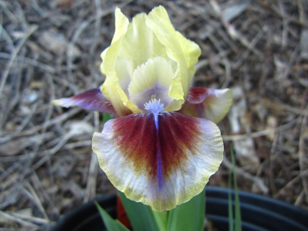 Photo of Standard Dwarf Bearded Iris (Iris 'Rainbow Rim') uploaded by UndertheSun
