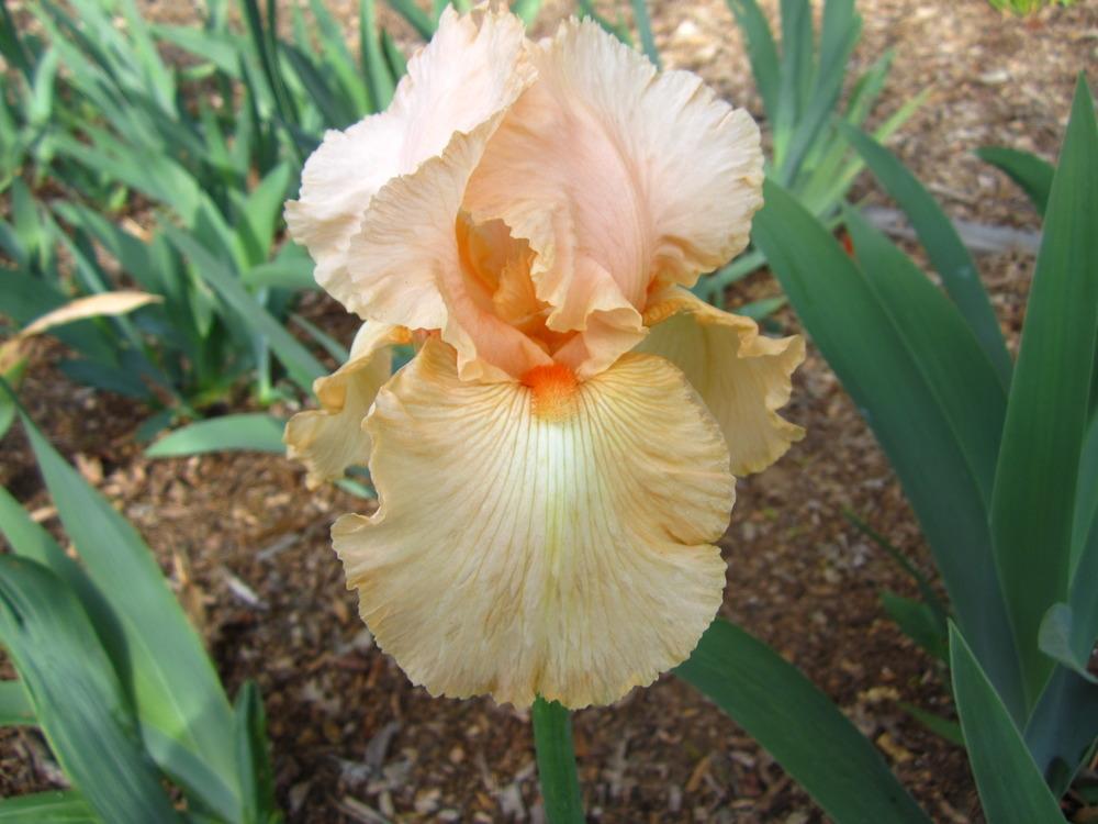 Photo of Tall Bearded Iris (Iris 'Celebration') uploaded by UndertheSun
