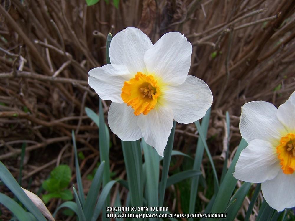 Photo of Daffodils (Narcissus) uploaded by chickhill
