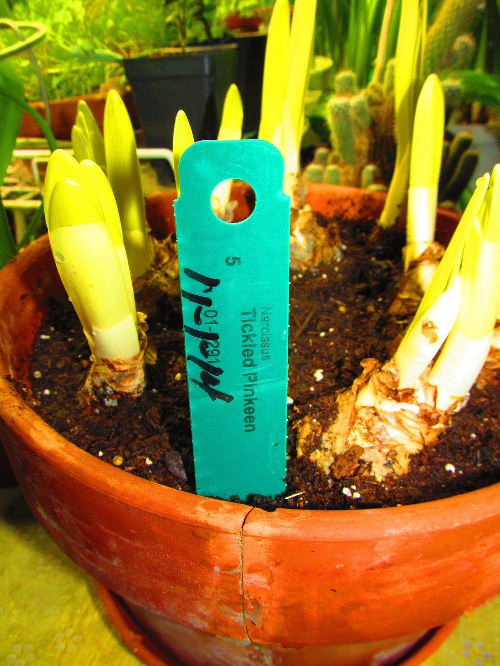 Photo of Large Cupped Daffodil (Narcissus 'Tickled Pinkeen') uploaded by jmorth