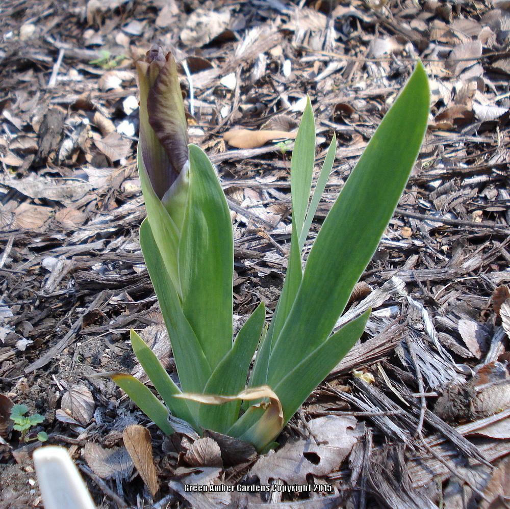 Photo of Standard Dwarf Bearded Iris (Iris 'Gizmo the Gremlin') uploaded by lovemyhouse
