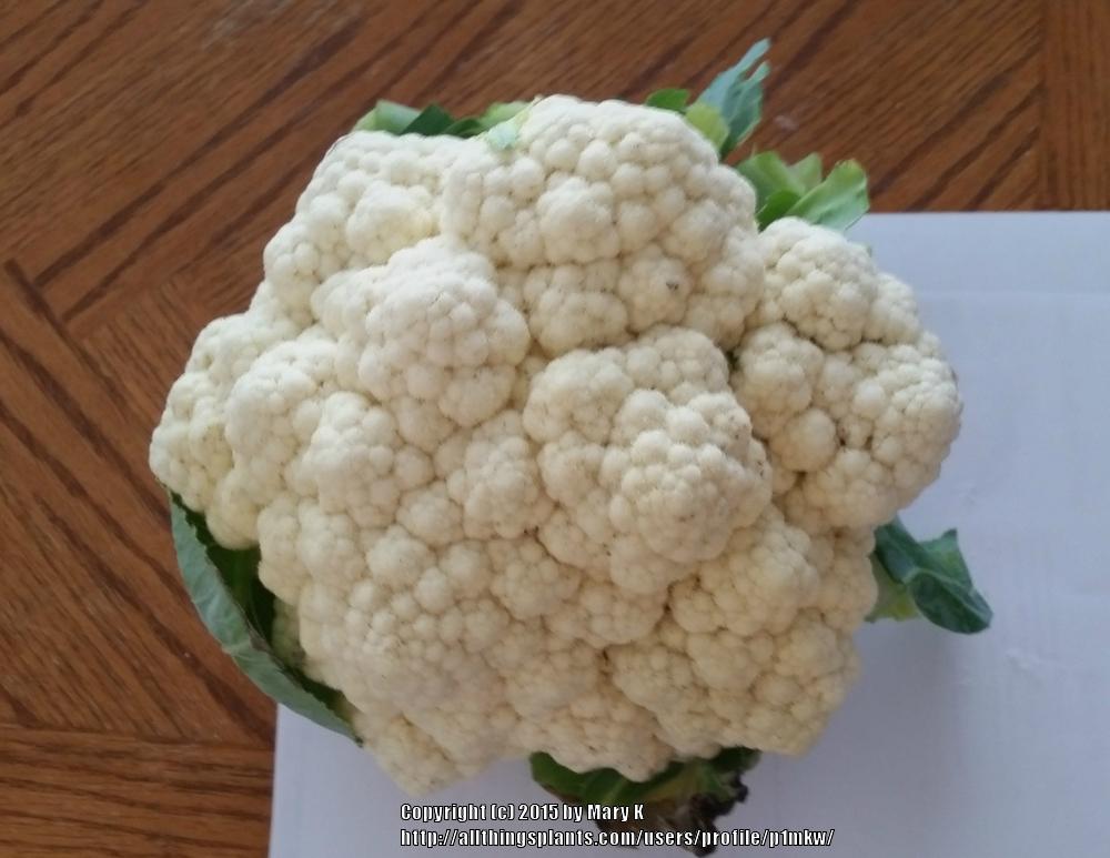 Photo of Cauliflower (Brassica oleracea var. botrytis 'White Cloud') uploaded by p1mkw