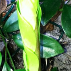 Location: Southwest Florida
Date: March 2015
newly emerging leaf