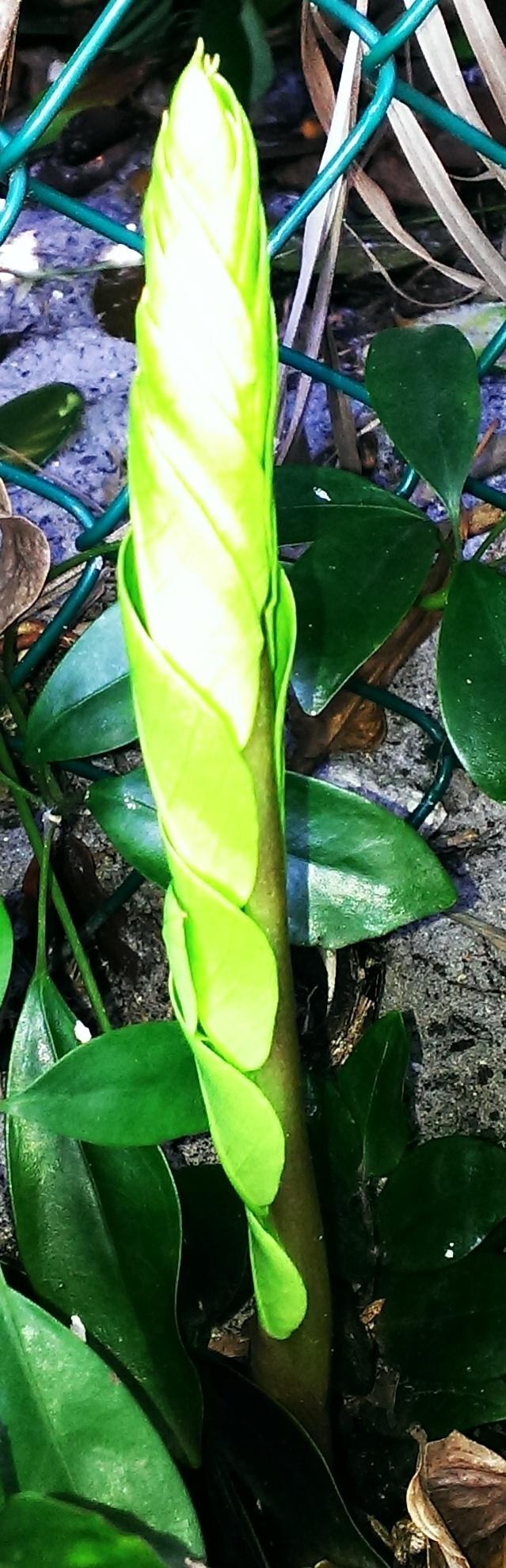 Photo of ZZ Plant (Zamioculcas zamiifolia) uploaded by Dutchlady1