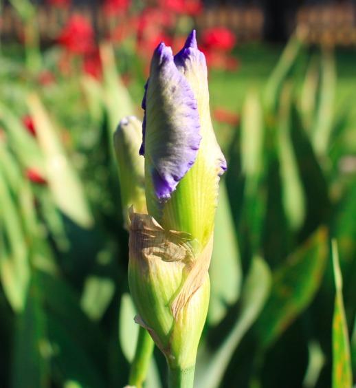 Photo of Tall Bearded Iris (Iris 'Clarence') uploaded by Moiris