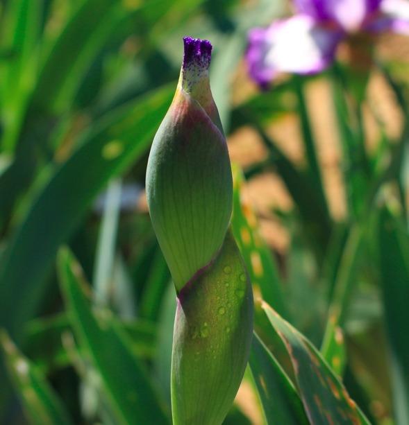 Photo of Tall Bearded Iris (Iris 'Jesse's Song') uploaded by Moiris