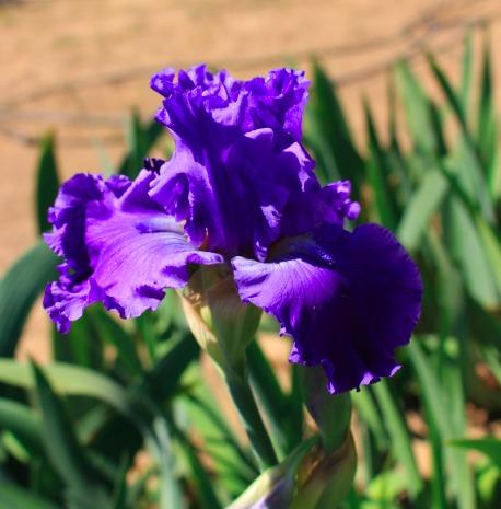 Photo of Tall Bearded Iris (Iris 'Autumn Thunder') uploaded by Moiris