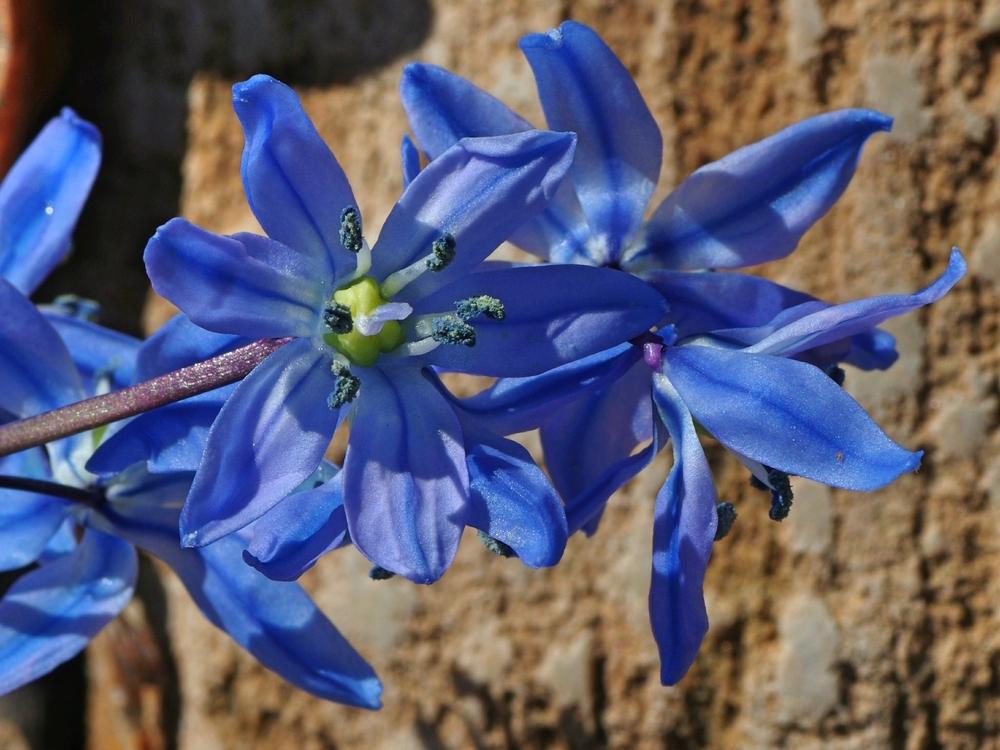 Photo of Siberian Squill (Scilla siberica) uploaded by dirtdorphins