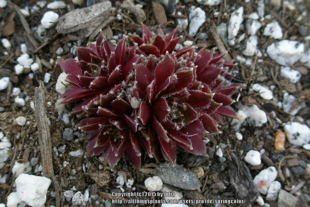 Photo of Hen and Chicks (Sempervivum 'Rauhreif') uploaded by springcolor