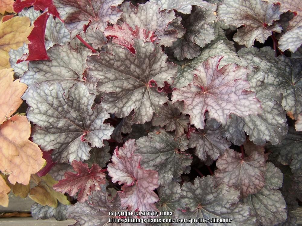 Photo of Coral Bells (Heuchera 'Plum Pudding') uploaded by chickhill