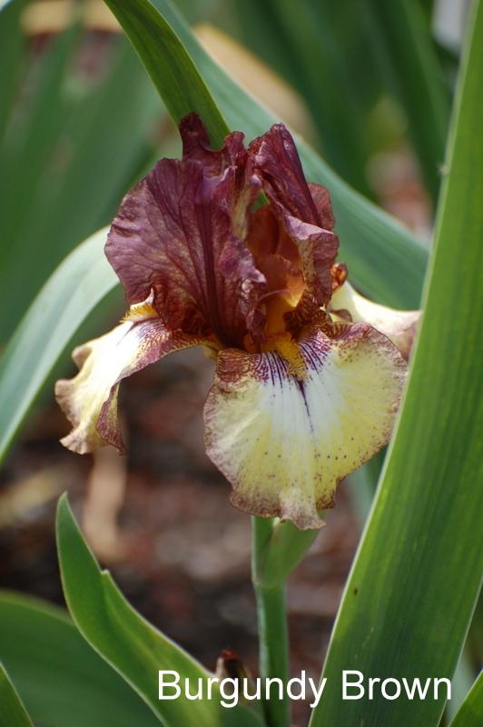 Photo of Tall Bearded Iris (Iris 'Burgundy Brown') uploaded by coboro