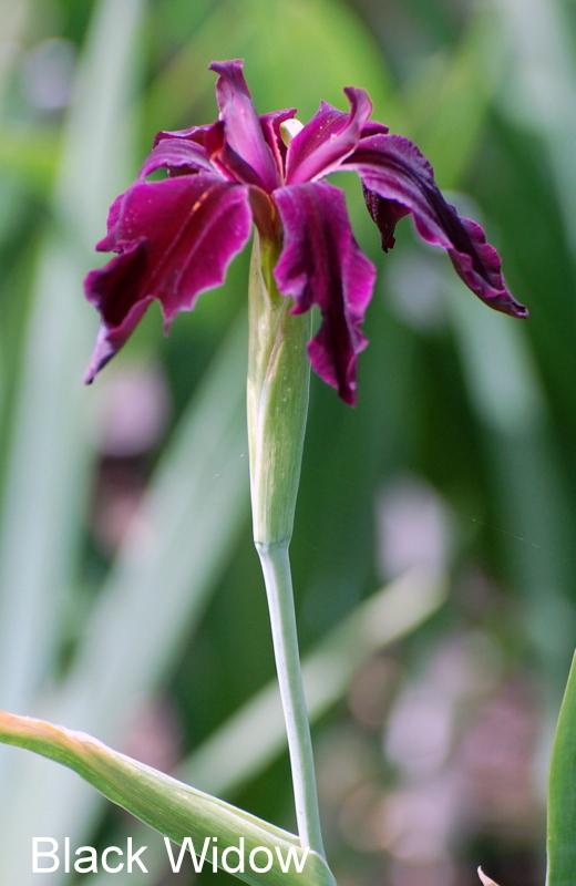 Photo of Louisiana Iris (Iris 'Black Widow') uploaded by coboro