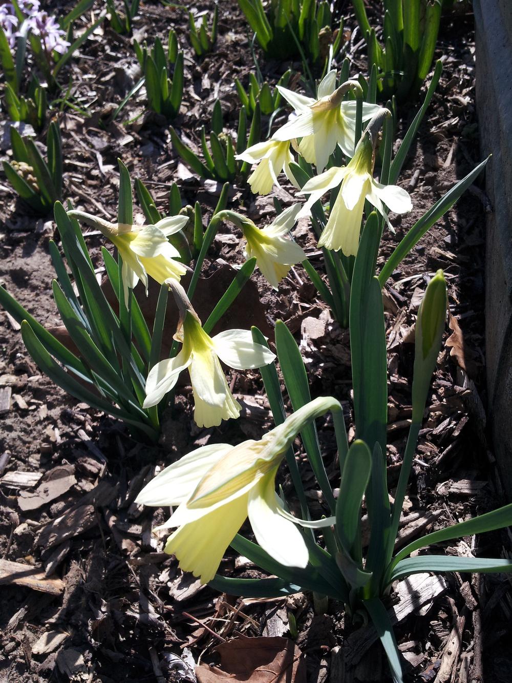 Photo of Trumpet Daffodil (Narcissus 'Colleen Bawn') uploaded by gemini_sage
