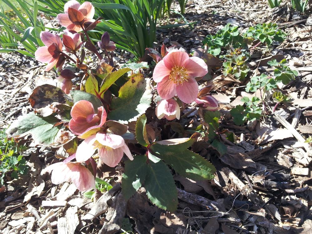 Photo of Hellebore (Helleborus Gold Collection® Pink Frost) uploaded by gemini_sage