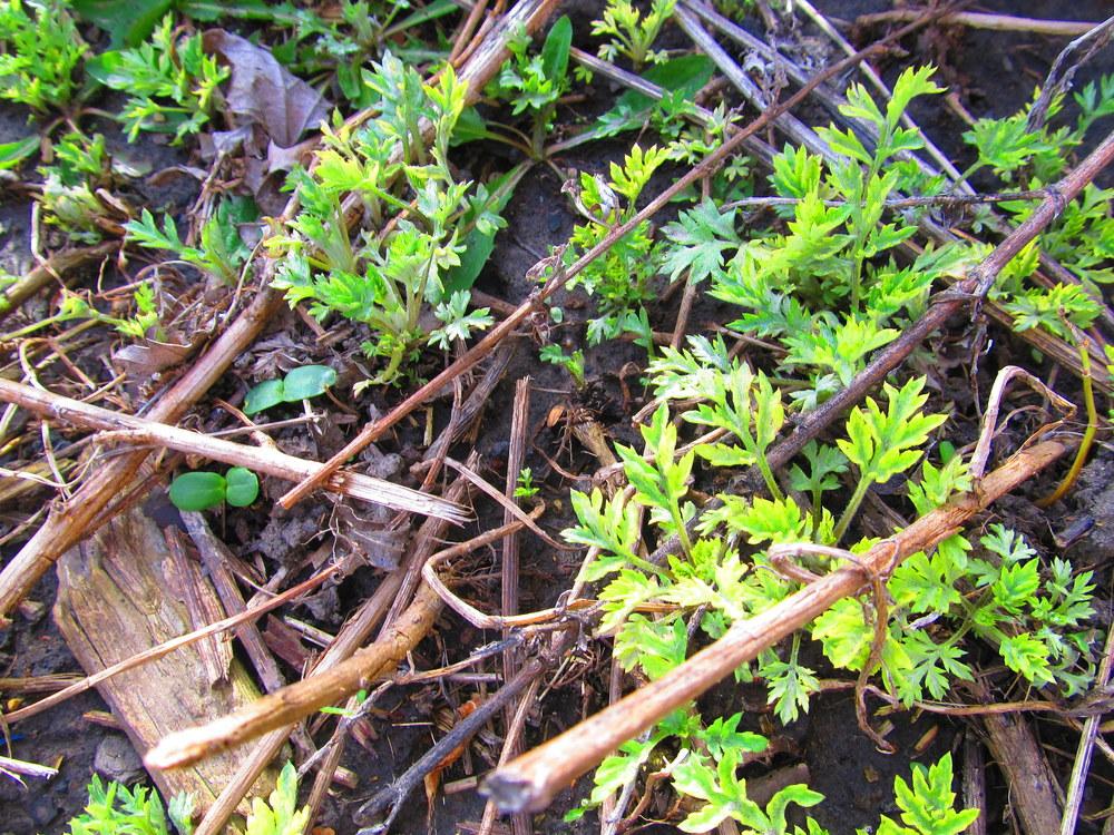 Photo of Mugwort (Artemisia vulgaris) uploaded by jmorth