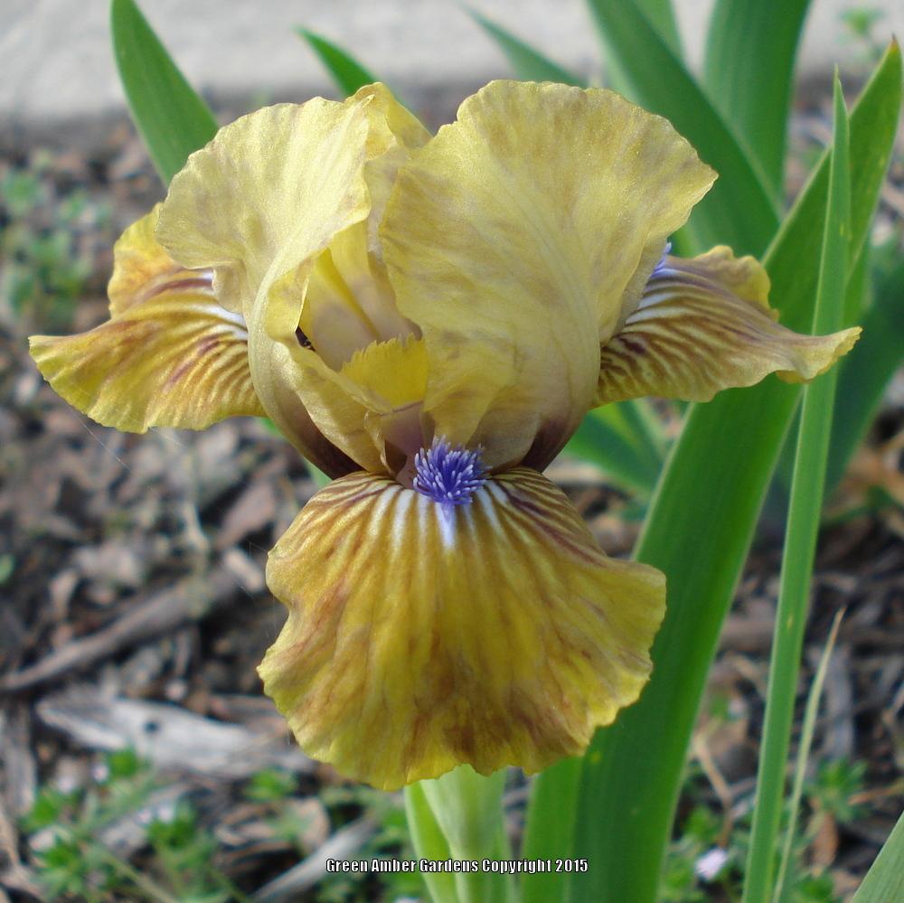 Photo of Standard Dwarf Bearded Iris (Iris 'Killarney Green') uploaded by lovemyhouse