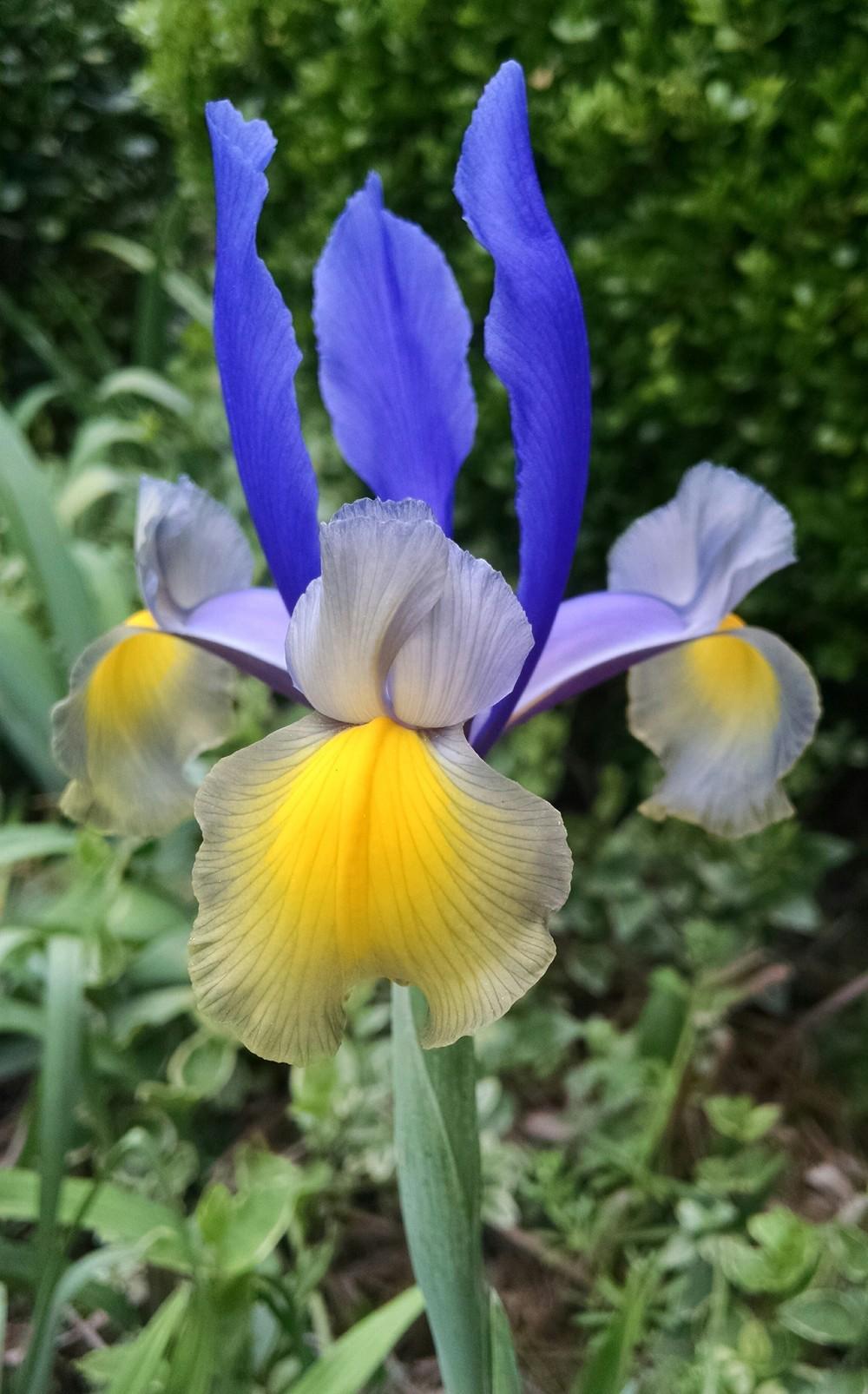Photo of Dutch Iris (Iris 'Miss Saigon') uploaded by sarahbugw
