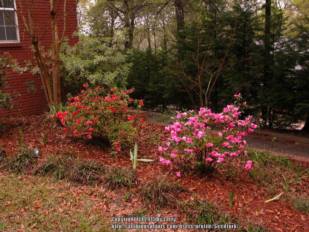 Photo of Rhododendrons (Rhododendron) uploaded by Seedfork