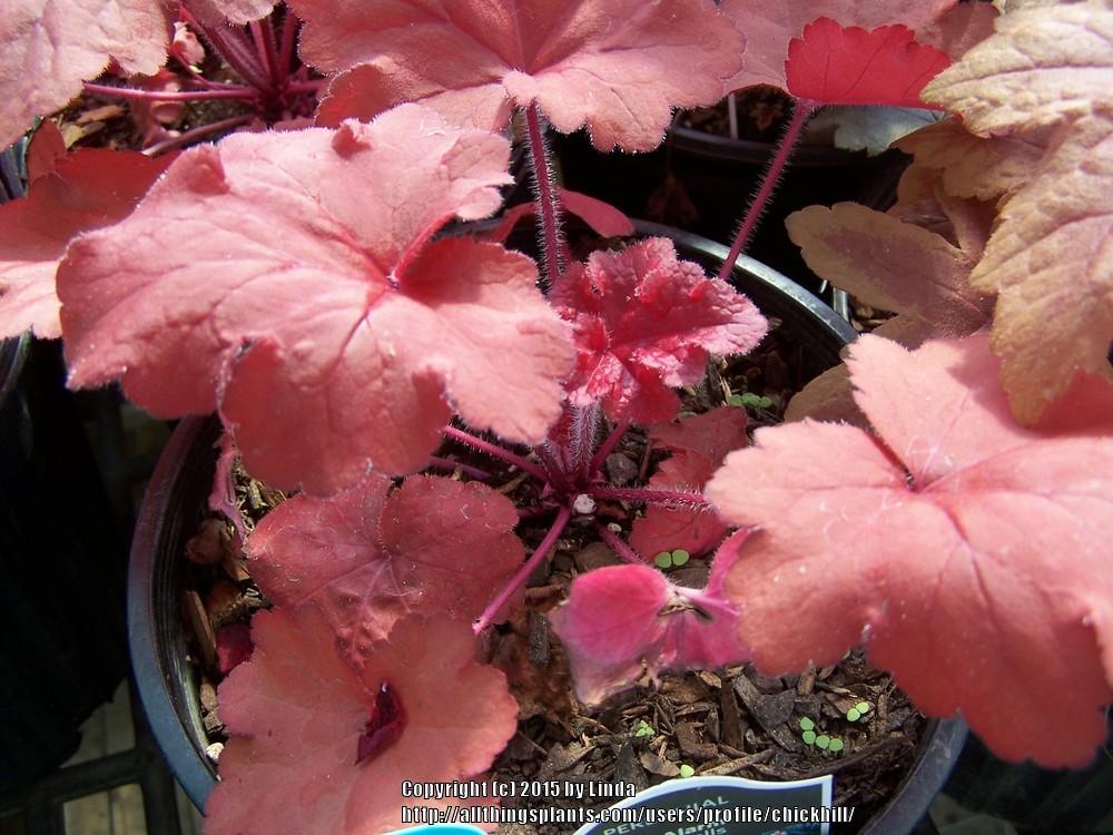 Photo of Coral Bells (Heuchera 'Fire Alarm') uploaded by chickhill