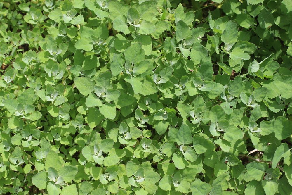 Photo of Lambsquarters (Chenopodium album) uploaded by dave