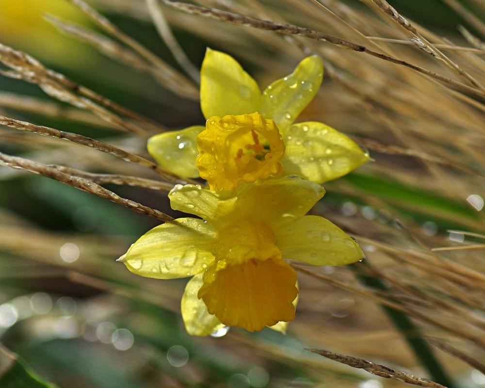 Photo of Daffodil (Narcissus 'Tete-a-Tete') uploaded by dirtdorphins