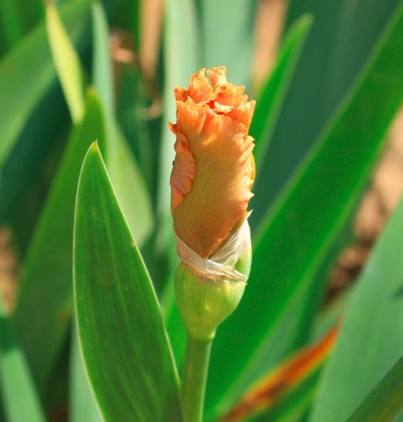 Photo of Tall Bearded Iris (Iris 'April Jewel') uploaded by Moiris