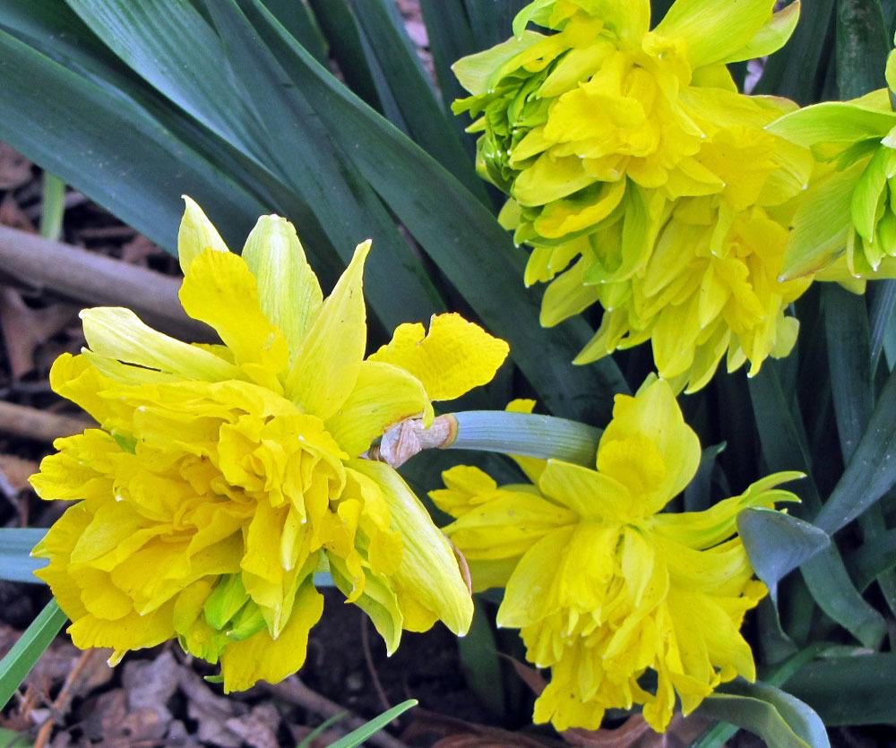 Photo of Double Daffodil (Narcissus 'Telamonius Plenus') uploaded by TBGDN