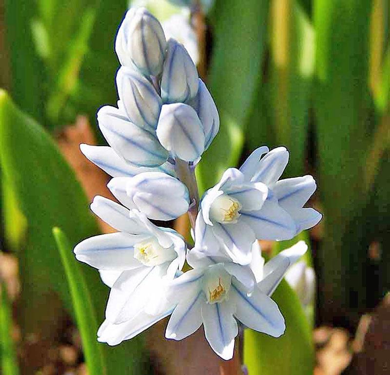 Photo of Striped Squill (Puschkinia scilloides) uploaded by TBGDN