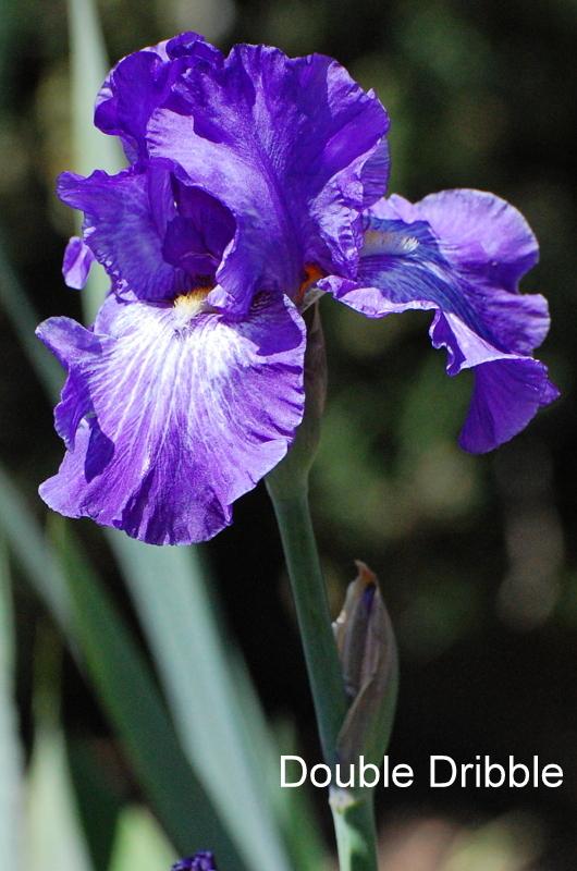 Photo of Tall Bearded Iris (Iris 'Double Dribble') uploaded by coboro