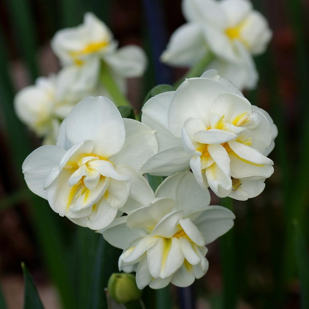 Photo of Double Daffodil (Narcissus 'Cheerfulness') uploaded by dirtdorphins