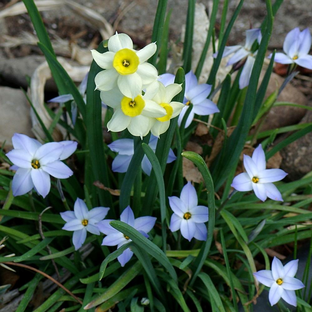 Photo of Tazetta Daffodil (Narcissus 'Minnow') uploaded by dirtdorphins
