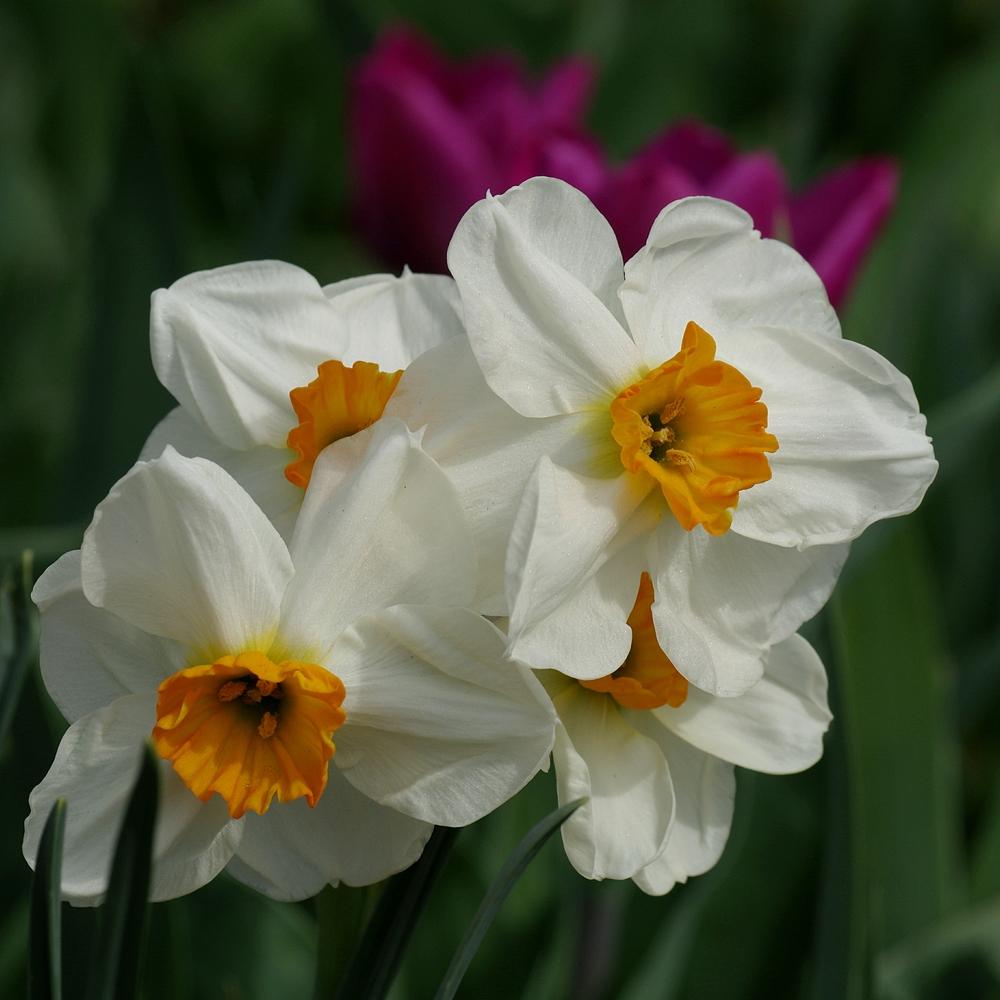 Photo of Daffodil (Narcissus 'Geranium') uploaded by dirtdorphins